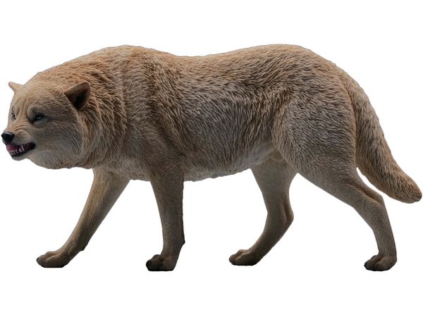 Gray Wolf B