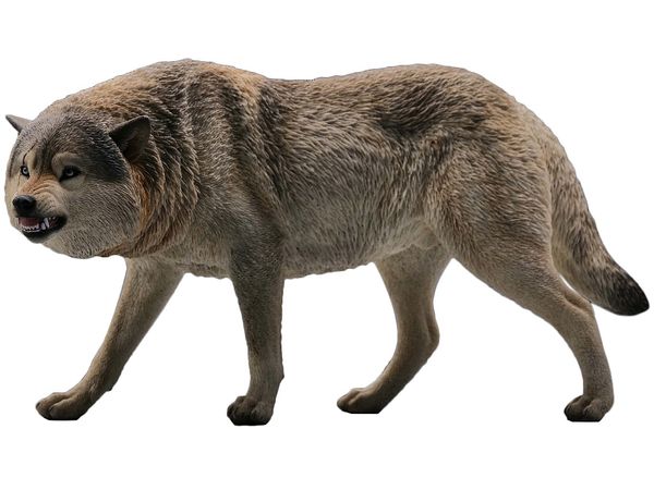Gray Wolf C
