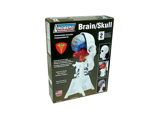 Brain/Skull