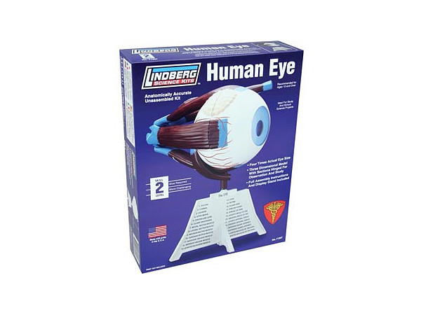 4/1 Human Eye