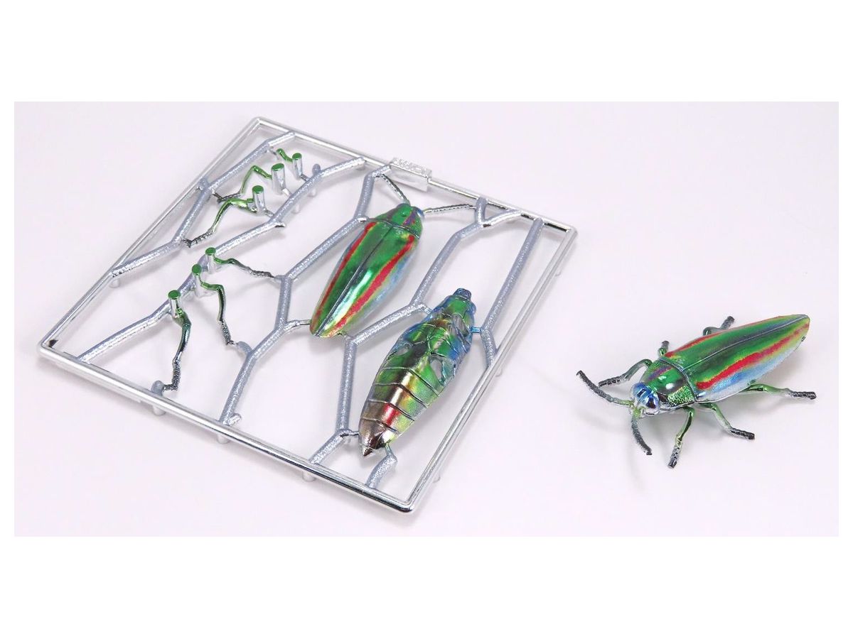 Yamato Buprestidae (Japanese Jewel Beetle)