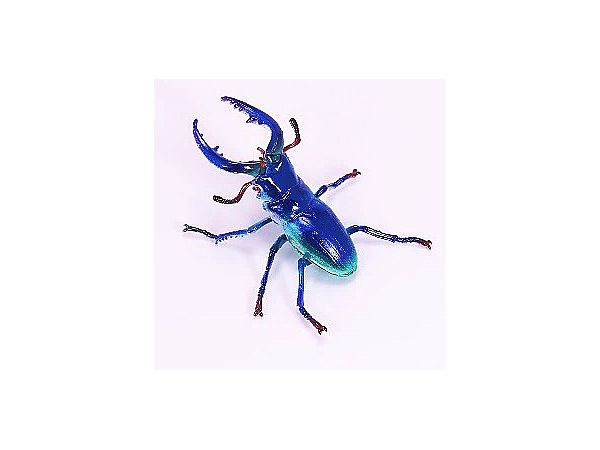 Dream Stag Beetle Sapphire