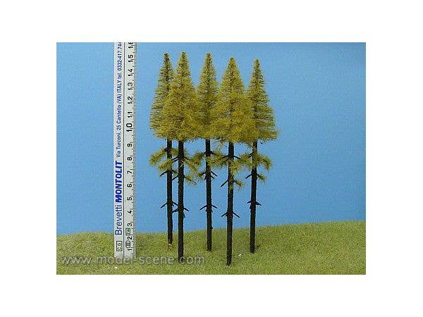 Pruned Larch Autumn Height 140-160mm (5pcs)