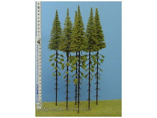 Pruned Larch Height 280-320mm (5pcs)