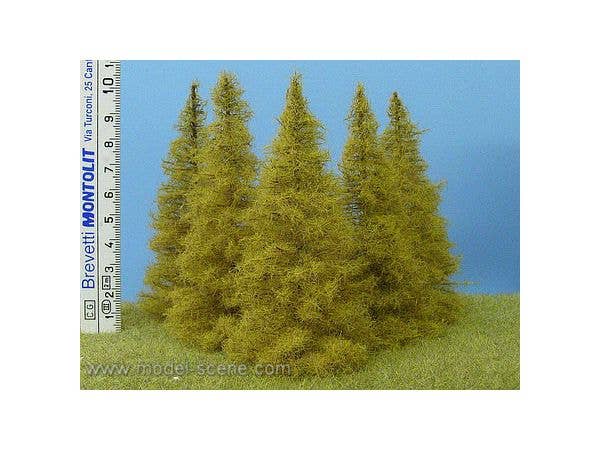 Larch Autumn Height 90-110mm (6pcs)