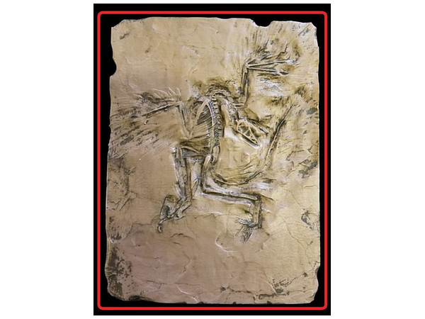 Archaeopteryx Mini Plate Measures