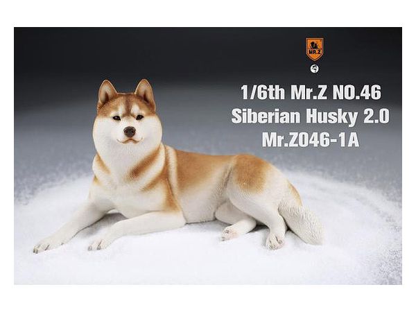 Siberian Husky (Orange/White)