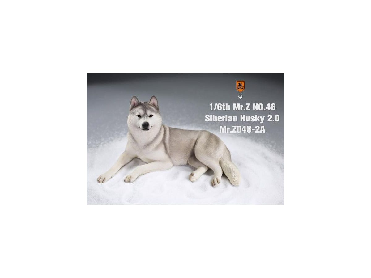 Siberian Husky (Light Gray White)