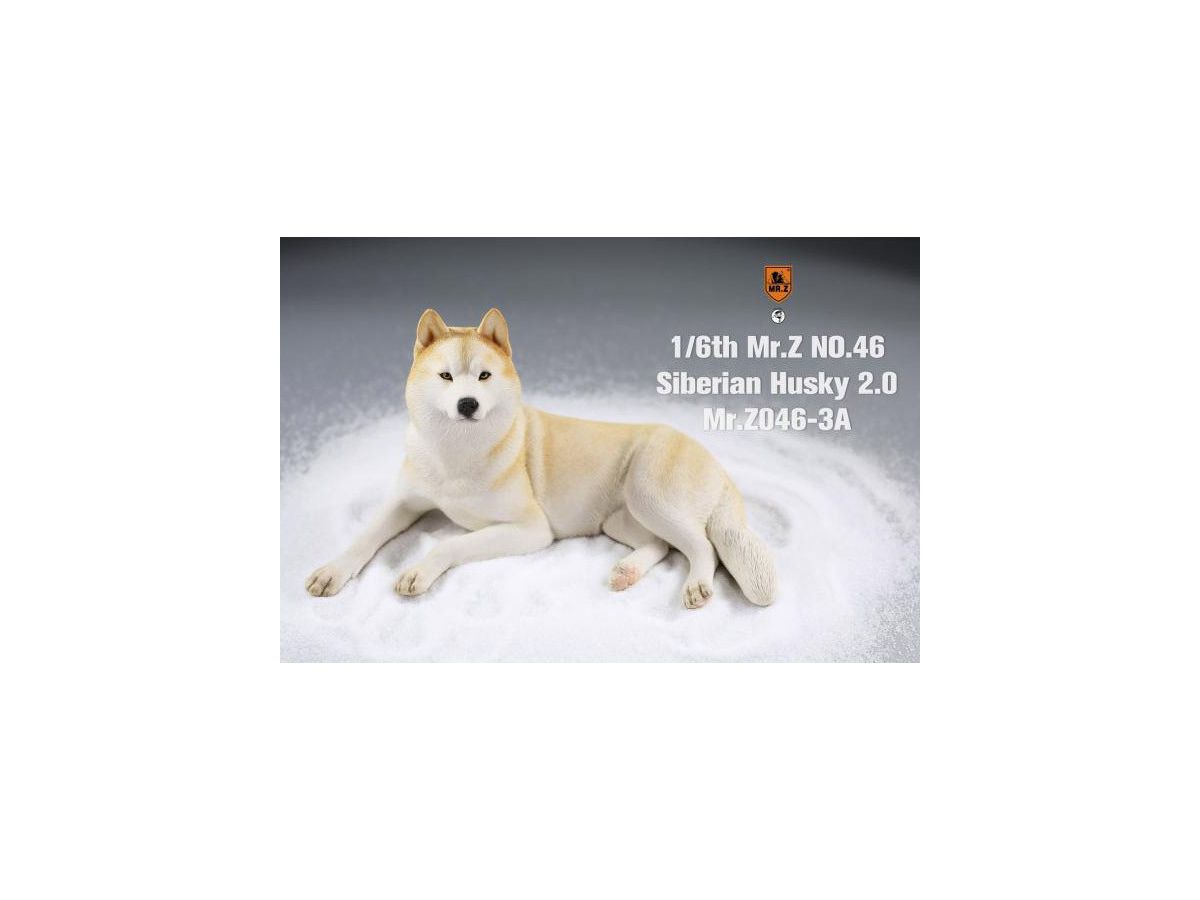 Siberian Husky (Beige/White)