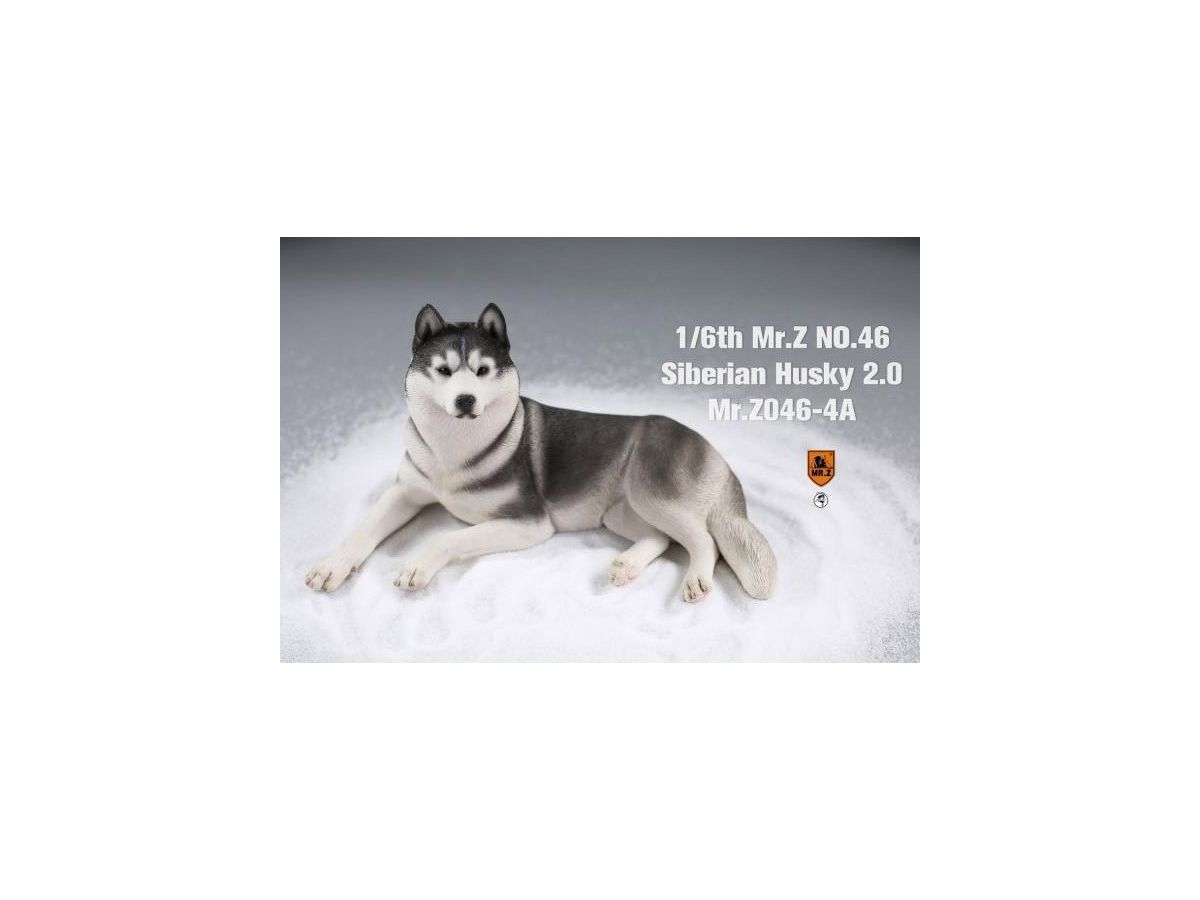 Siberian Husky (Black/White)