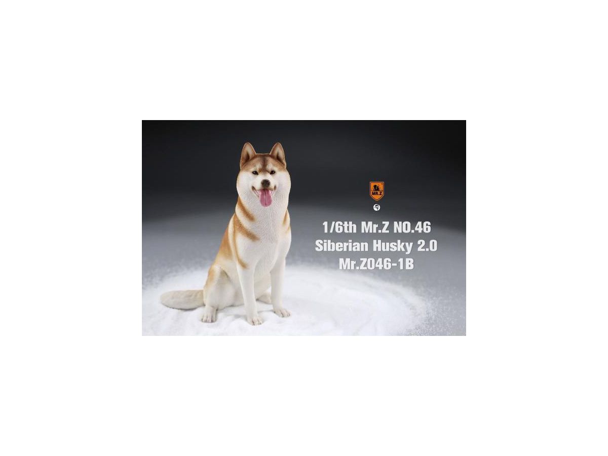 Siberian Husky "Sitting" (Orange/White)