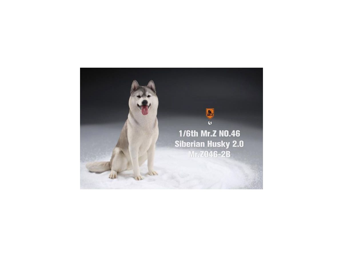 Siberian Husky "Sitting" (Light Gray White)