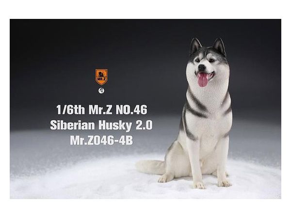 Siberian Husky "Sitting" (Black/White)