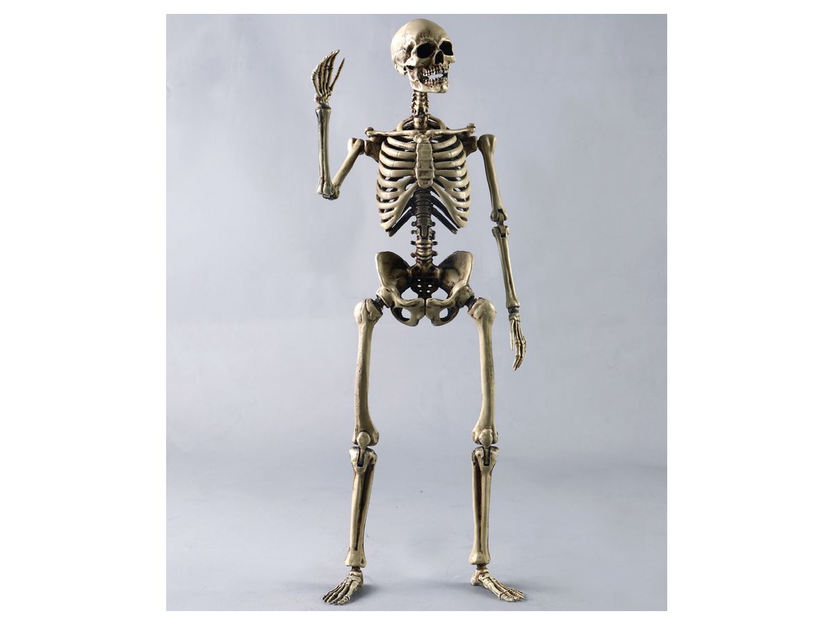 Human Skeleton Metal Body
