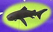 Megamouth Shark