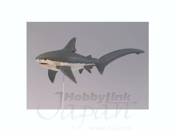 Thresher Shark