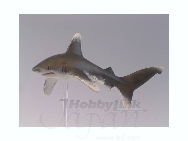 Oceanic Whitetip Shark