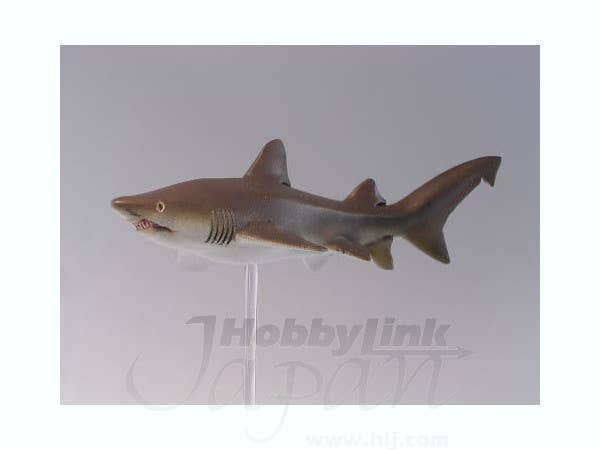 Sand Tiger