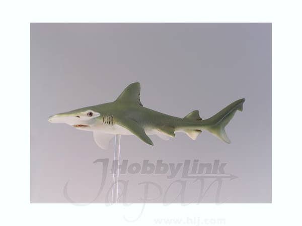Bonnethead Shark