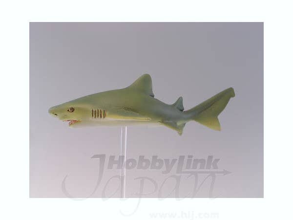 Lemon Shark