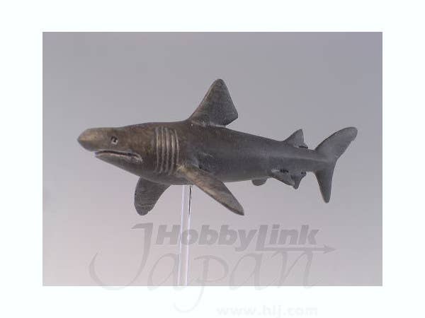 Basking Shark 2