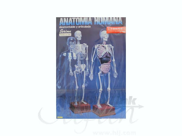 Human Anatomy Model