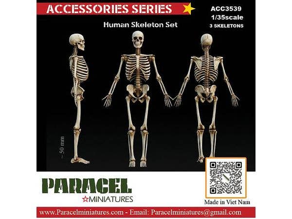 Human Skeleton Model Set (3pcs)
