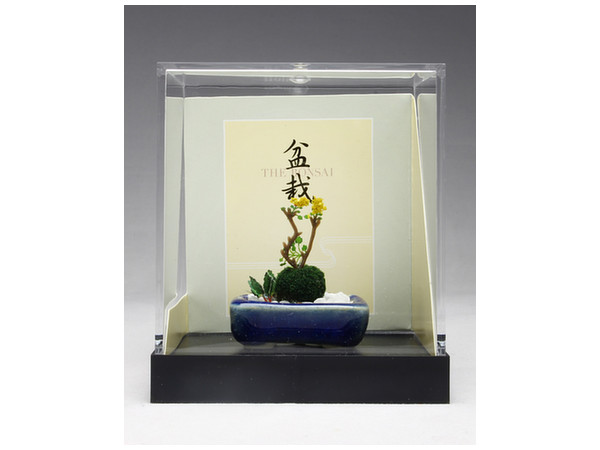 THE BONSAI: Yaso Bonsai [Dark Blue Square Pot]