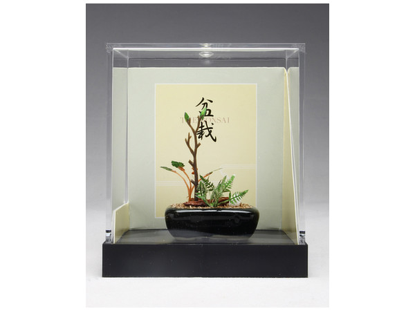 THE BONSAI: Kusamono Yoseue [Black Square Pot]