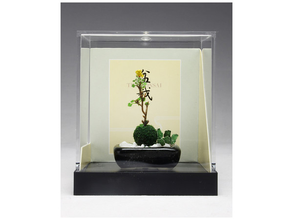 THE BONSAI: Yaso Yoseue [Black Square Pot]