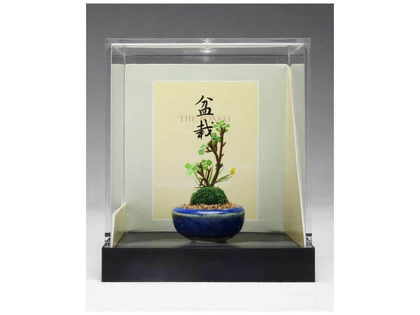 THE BONSAI: Yaso Yoseue [Dark Blue Round Pot]