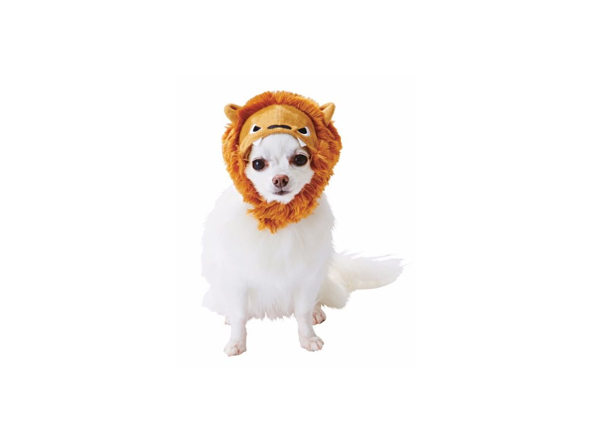 Pet Goods: Japanese Lion Cap For Dogs S