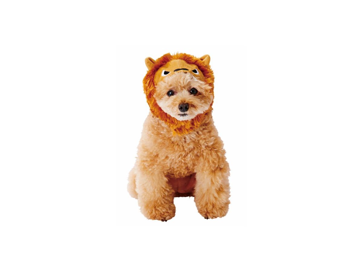 Pet Goods: Japanese Lion Cap For Dogs M