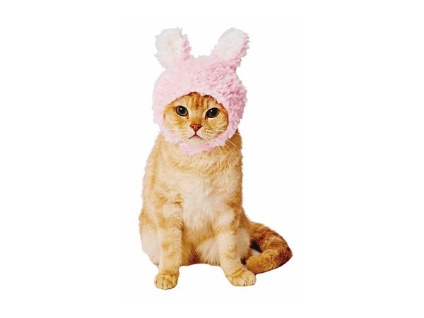Pet Goods: Japanese Rabbit Cap For Cats