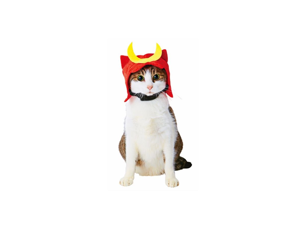 Pet Goods: Japanese Kabuto Cap For Cats