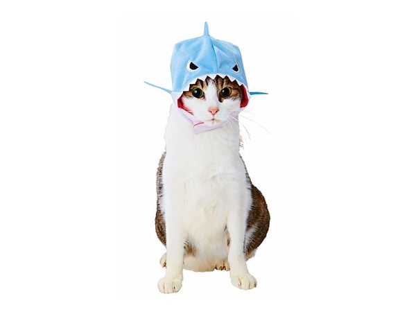 Pet Goods: Japanese Shark Cap For Cats