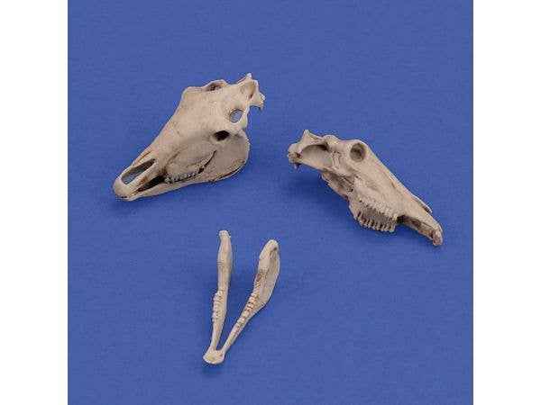 Horse skulls