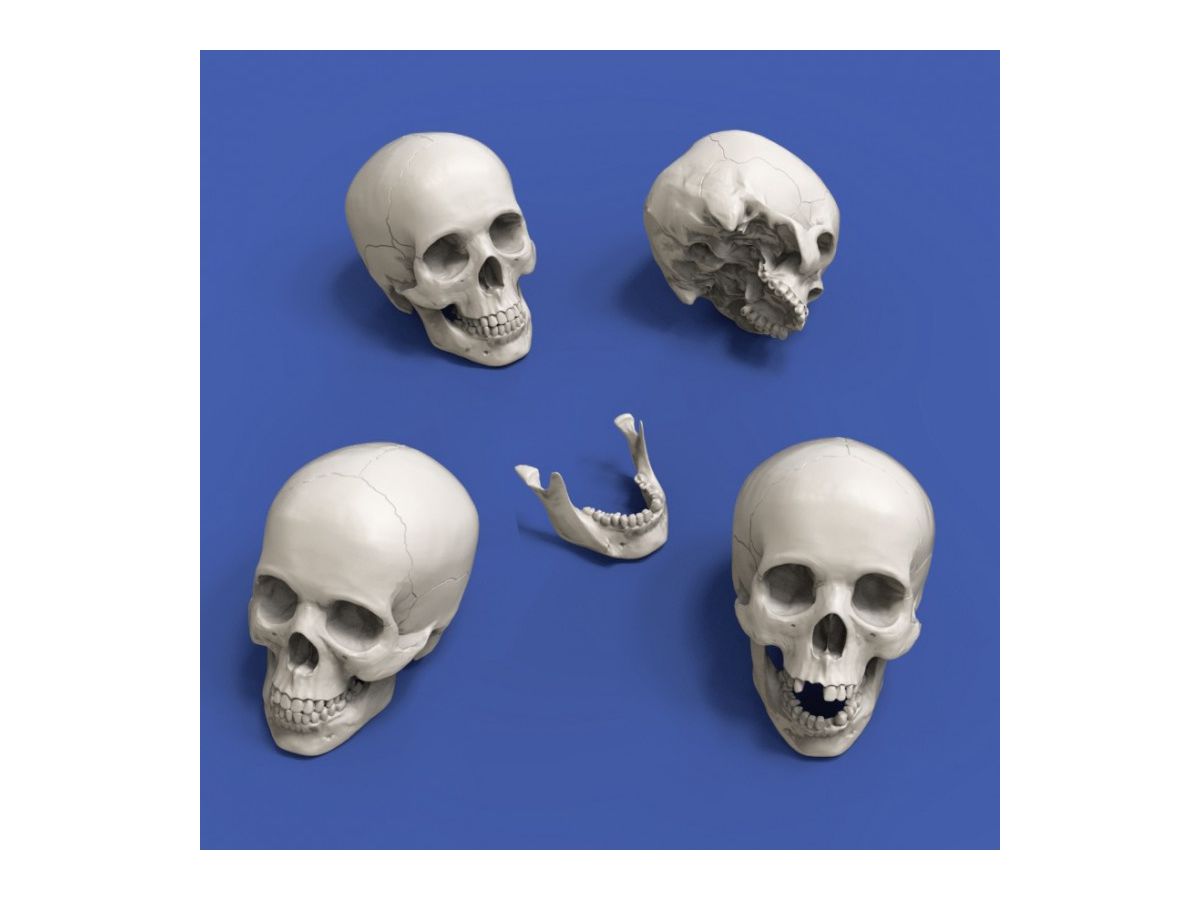 Skull (90mm) 4 Pieces