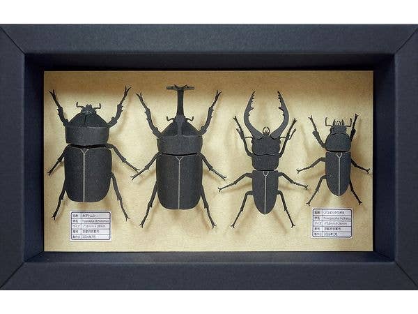 Japamini Series Insect Specimen