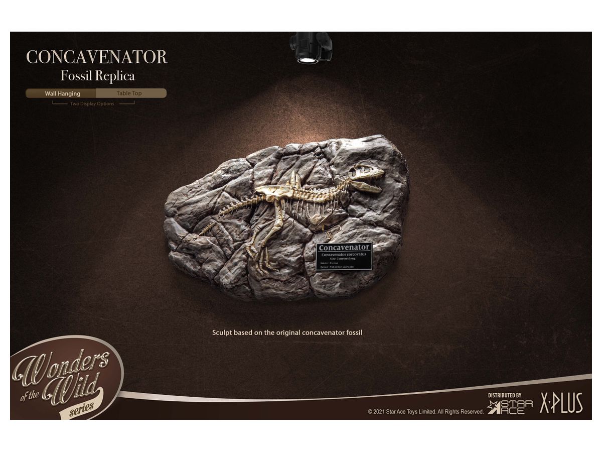 Concavenator Fossil Replica