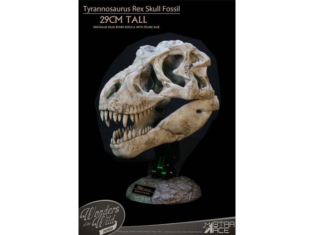 Wonders of the Wild Tyrannosaurus Rex Skull Fossil