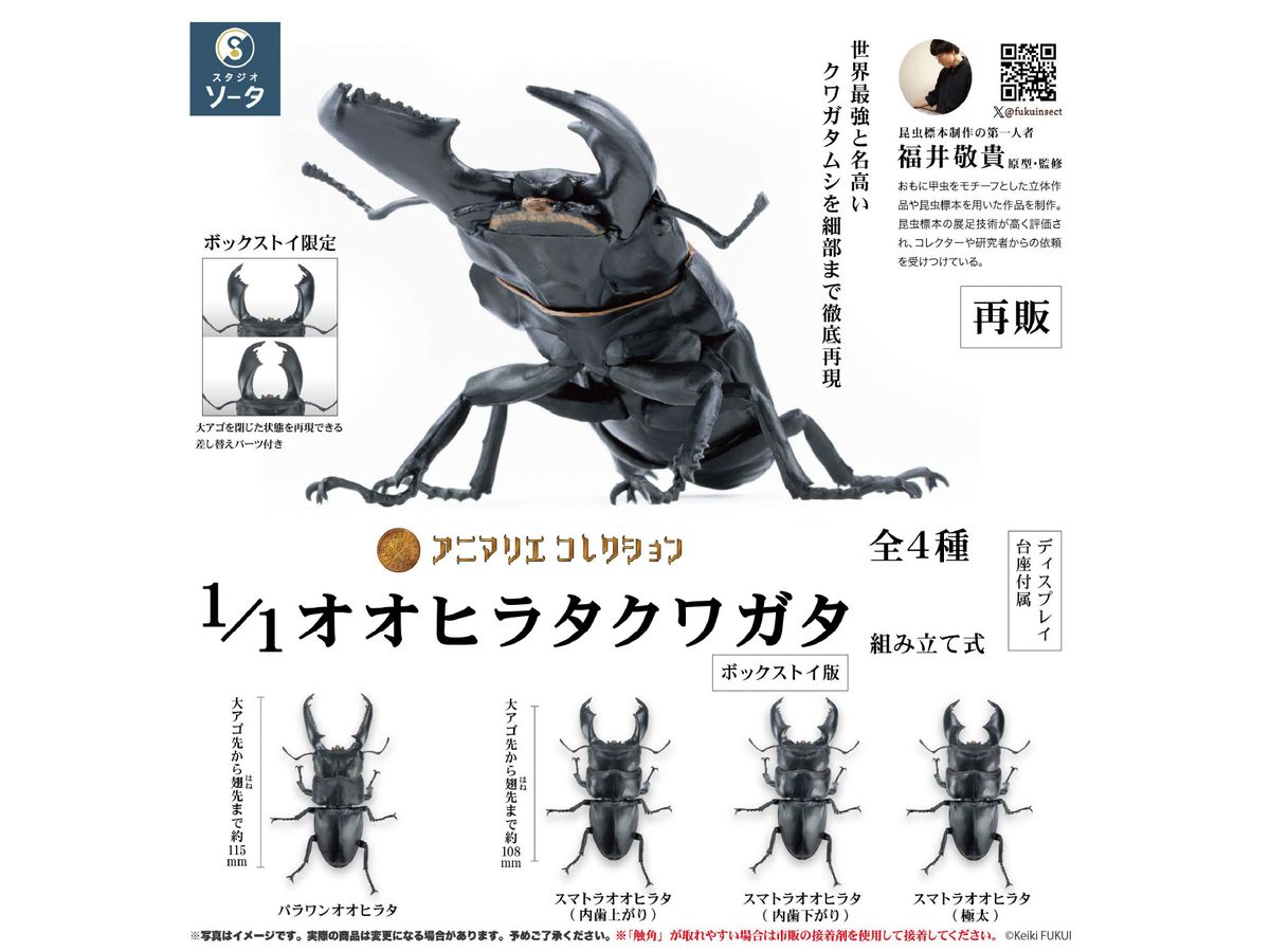 Animalier Collection: Dorcus Titanus: 1Box (4pcs) (Reissue)