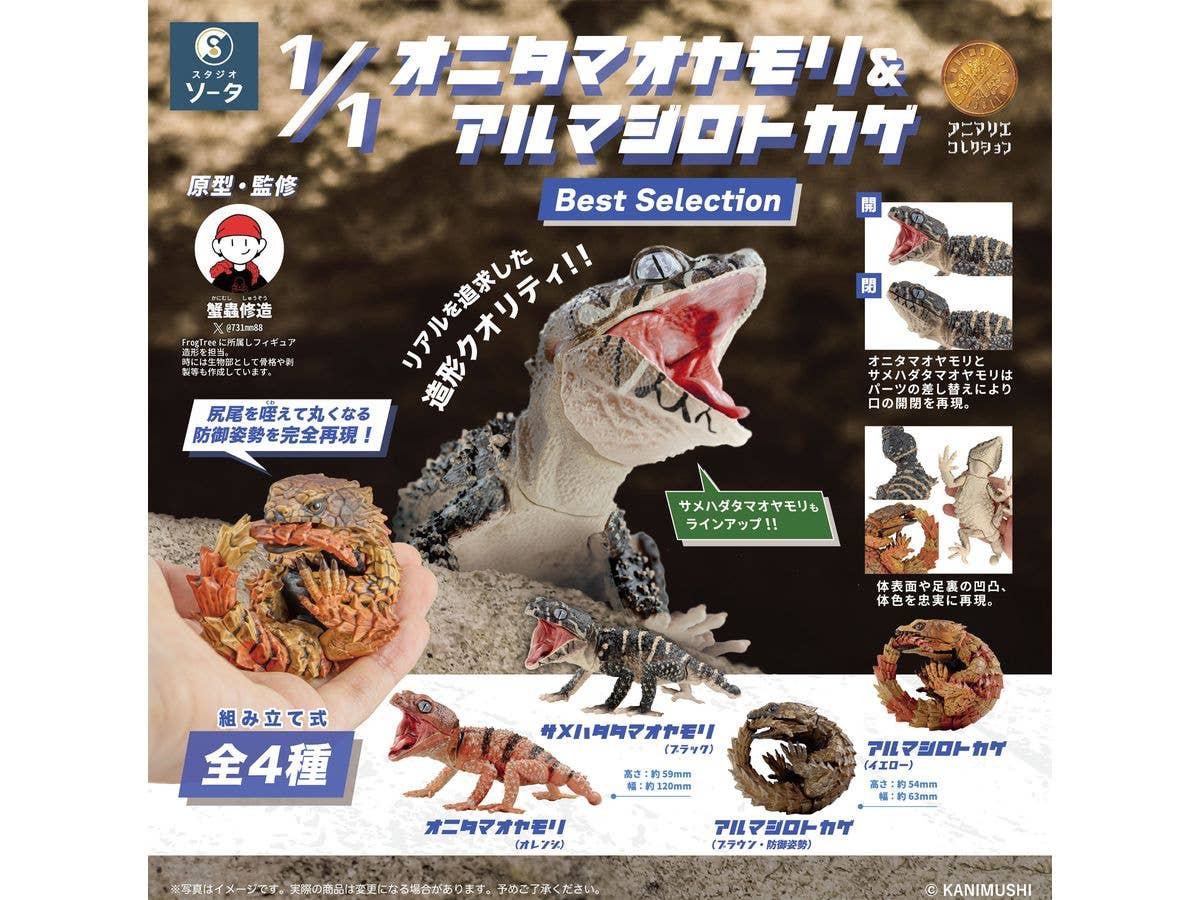 Rough Knob-Tailed Gecko & Armadillo Lizard Best Selection: 1Box (4pcs)