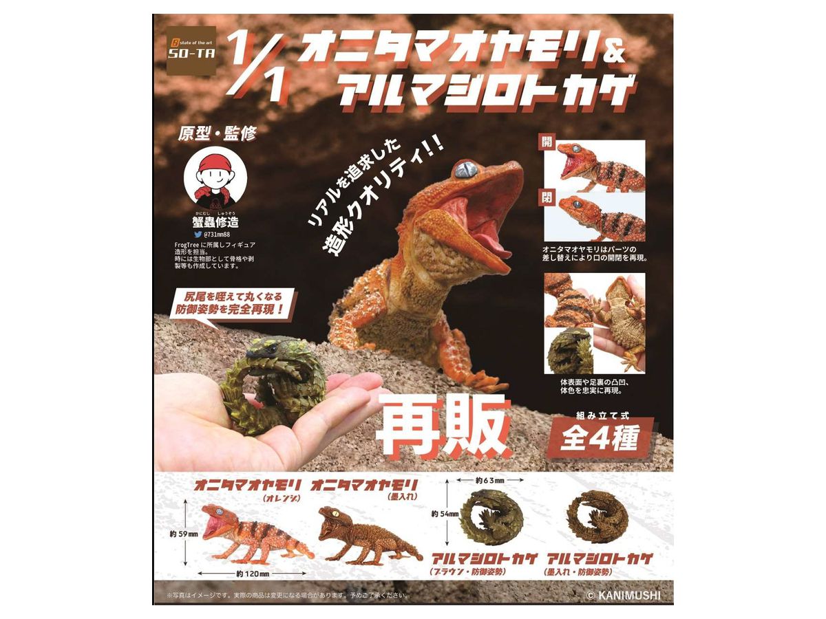 Nephrurus amyae & Armadillo Girdled lizard (Reissue) 1Box 4pcs