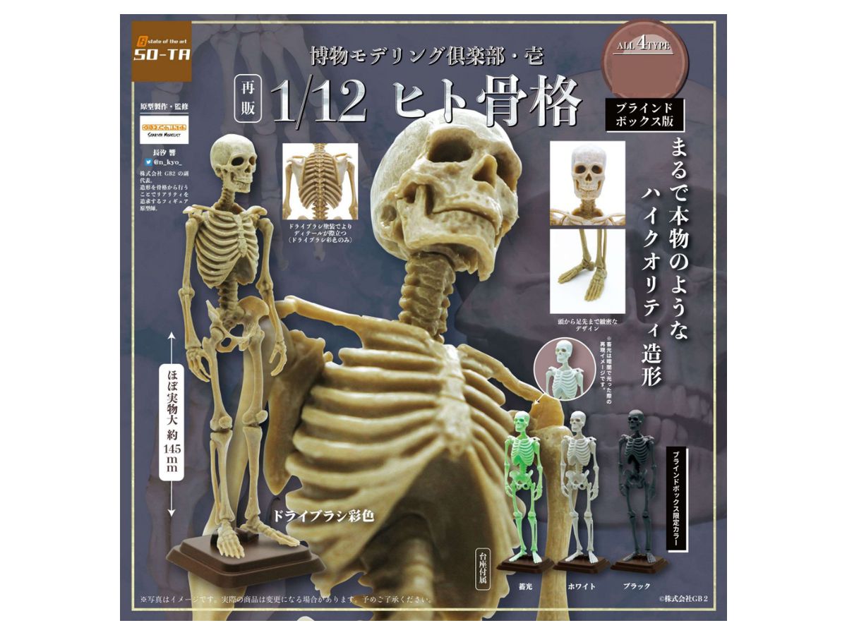 Natural History Modeling Club Ichi Human Skeleton: 1Box (4pcs) (Reissue)