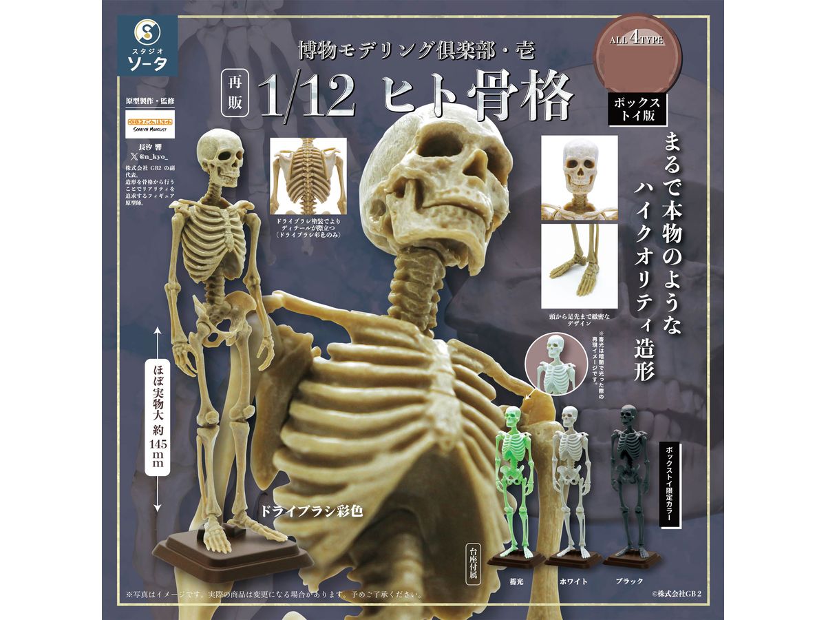 Natural History Modeling Club Ichi Human Skeleton 1Box 4pcs (Reissue)
