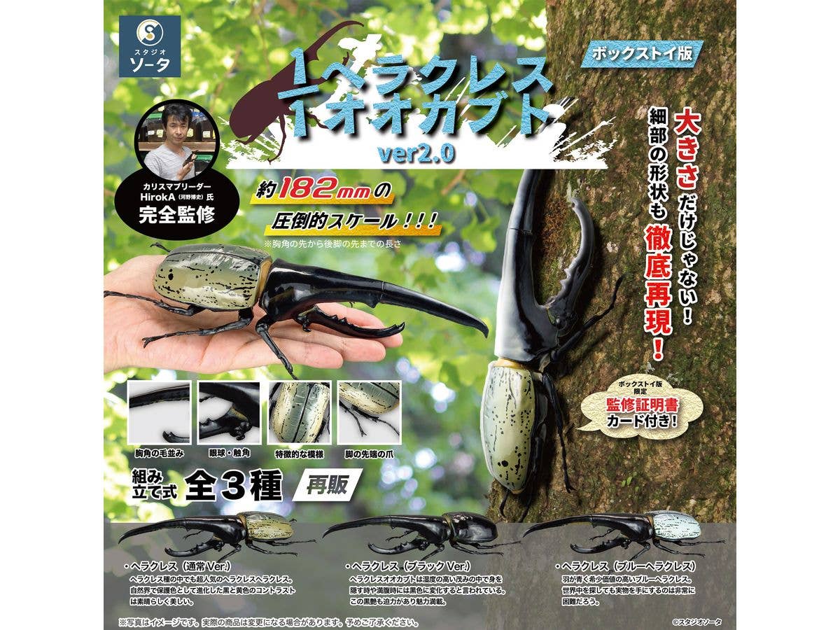 Dynastes Hercules ver 2.0: 1Box (4pcs) (Reissue)
