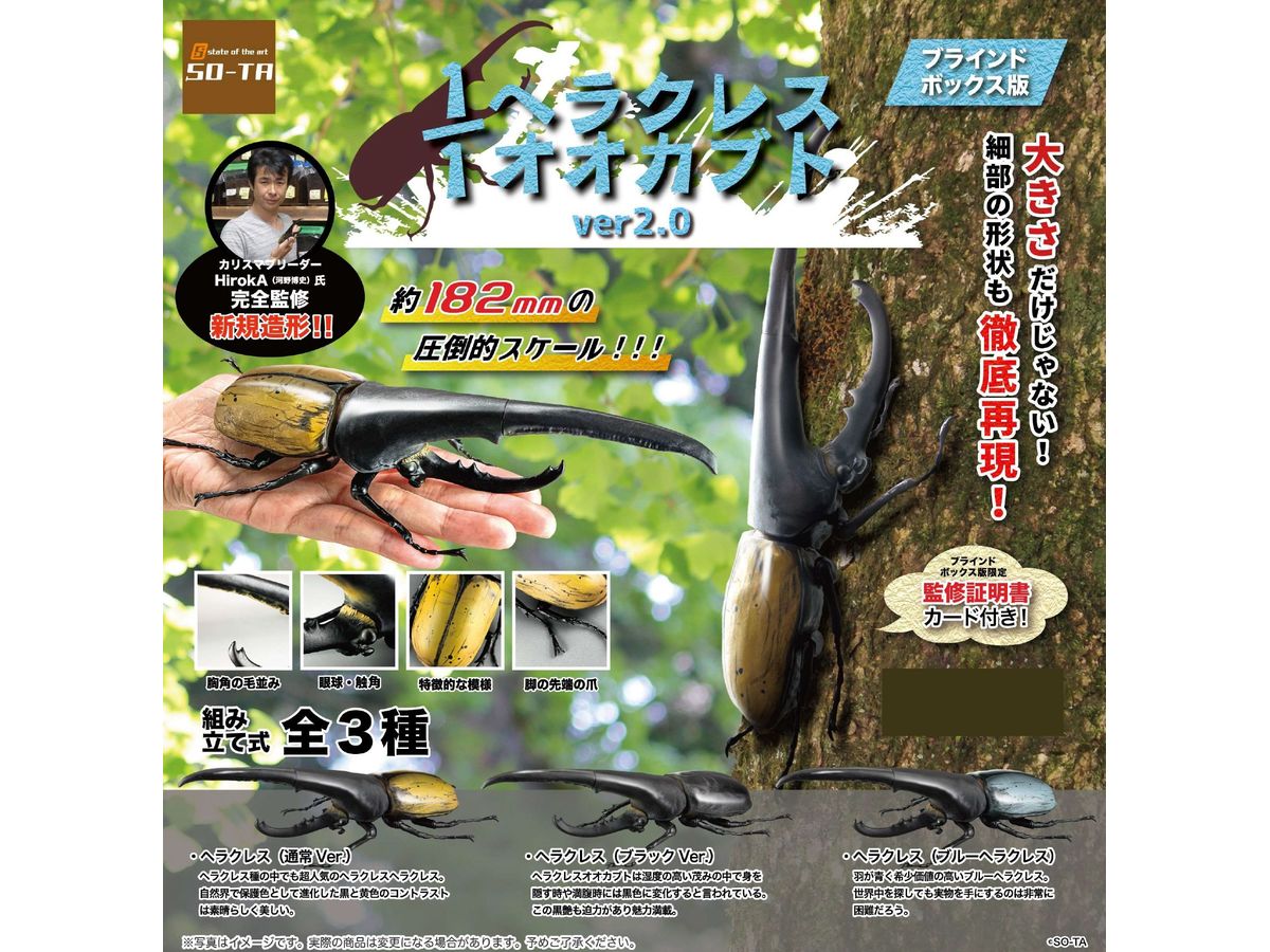 Dynastes Hercules Ver.2.0: 1Box (4pcs)