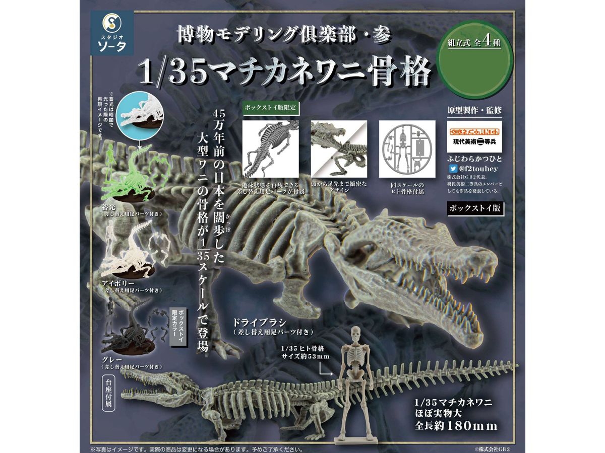 Natural History Modeling Club 3 Toyotamaphimeia Skeleton 1Box 4pcs