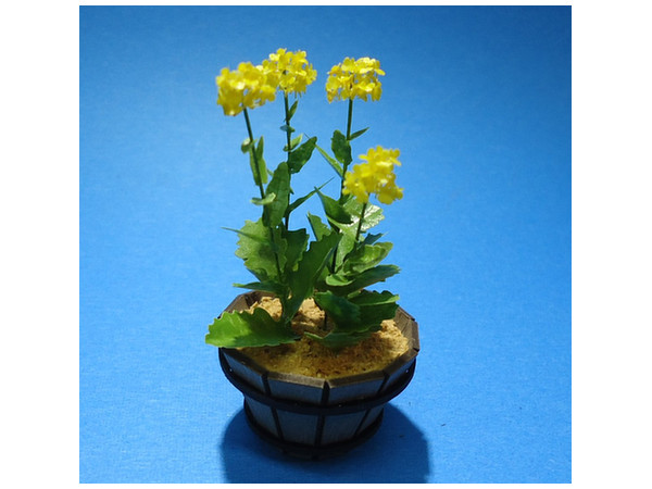 Canola Flower